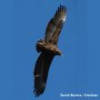 Seconde observation d’un Bateleur des savanes en Europe