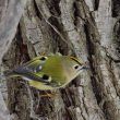 Le plus petit oiseau d’Europe !