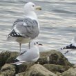 Mouette rieuse et Goéland pontique : une cohabitation difficile