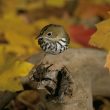 Les coupes forestières affecteraient le sex-ratio chez certains oiseaux forestiers