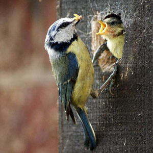 Chez la Mésange bleue, les beaux parents sont des bons parents