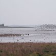 Dublin, une bonne idée de destination pour un week-end ornithologique