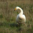 Cygne chanteur