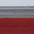 Un spectacle automnal spectaculaire : les prairies rouges du Shuangtai