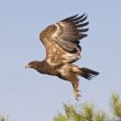 L’Aigle pomarin a essayé de nicher en Catalogne en 2011 et en 2012 !