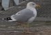 Goéland argenté de la Baltique | Larus argentatus omissus | Baltic Herring Gull