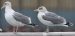 Goéland argenté | Larus argentatus | European Herring Gull