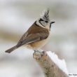 Mésange huppée sous la neige