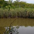 La réserve El Saladero, un vestige des paysages du Rio de la Plata