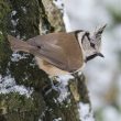 Mésange huppée sur un tronc de bouleau