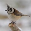 Mésange huppée dans le jardin