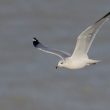 Goéland à bec cerclé en Baie de Somme