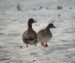 Oie rieuse | Anser albifrons | Greater White-fronted Goose