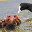 Foulque macroule donnant un acridien à ses poussins