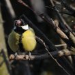 Mésange charbonnière atteinte de variole aviaire | Marc Wilb