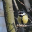 Mésange charbonnière atteinte de variole aviaire | Marc Wilb