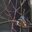 Martin-pêcheur d’Europe dans le Bois de Vincennes | Patricia David