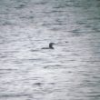 Plongeon imbrin sur le lac de Saint-Pardoux