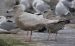 Goéland bourgmestre | Larus hyperboreus | Glaucous Gull