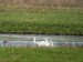 Cygne chanteur | Cygnus cygnus | Whooper Swan