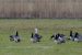 Bernache nonnette | Branta leucopsis | Barnacle Goose