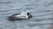 Harle piette | Mergellus albellus |  Smew