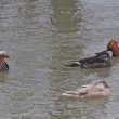 Deux couples de Canards mandarins, dont une femelle leucique