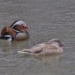 Canard mandarin femelle leucique | Patricia David