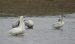 Cygne de Bewick | Cygnus columbianus bewickii | Bewick’s Swan