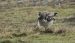 Hibou des marais | Asio flammeus  | Short-eared Owl