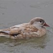 Canard mandarin femelle leucique | Patricia David