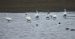 Cygne de Bewick | Cygnus columbianus bewickii | Bewick’s Swan