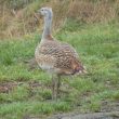 Ces Grandes Outardes anglaises qui traversent la Manche