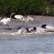 Certains oiseaux profitent d’une méthode de pêche particulière des dauphins