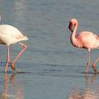 Flamant nain en Camargue | Michel Gelhay