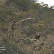 Le couple d’aigles au-dessus de son territoire