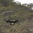 Accouplement des aigles