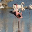 Flamant nain en Camargue | Michel Gelhay