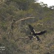 Accouplement des aigles