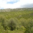 Observer les oiseaux en Estrémadure : la Sierra de San Pedro