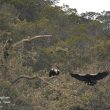 Avant l’accouplement des Aigles ibériques