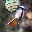 Mésange à longue queue dans mon jardin