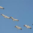 Grues cendrées en migration