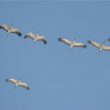 Grues cendrées en migration