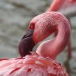 Flamant nain en Camargue | Henry Lesage