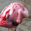 Flamant nain en Camargue | Henry Lesage