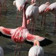 Flamant nain en Camargue | Henry Lesage