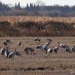 Grues cendrées en Petite Camargue