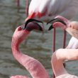 Flamant nain en Camargue