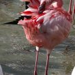 Flamant nain en Camargue | Henry Lesage